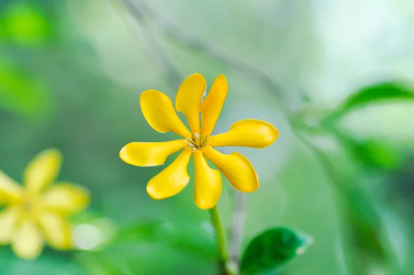 Gardenia Carinata Rubiaceae Flor Amarilla — Foto de Stock