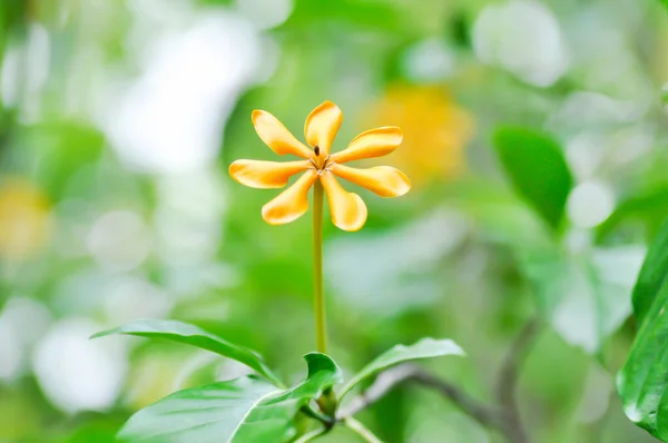 Gardenia Carinata Rubiaceae Yellow Flower — Stock Photo, Image