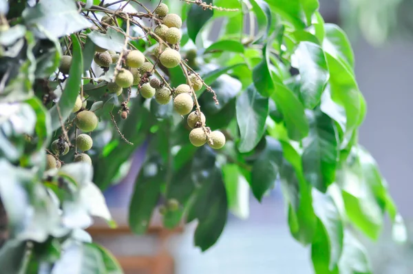 Longan Thajské Ovoce Nebo Dimocarpus Longan Nebo Longan Strom Sadu — Stock fotografie