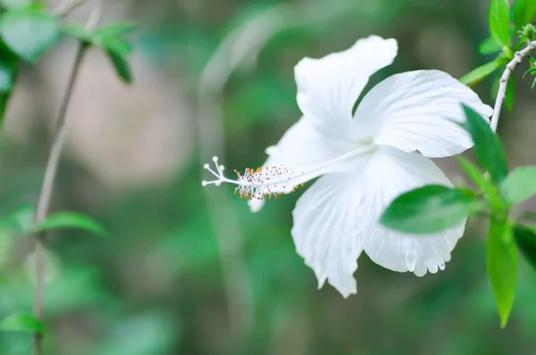 Róża Chińska Lub Hibiskus Lub Biały Kwiat — Zdjęcie stockowe