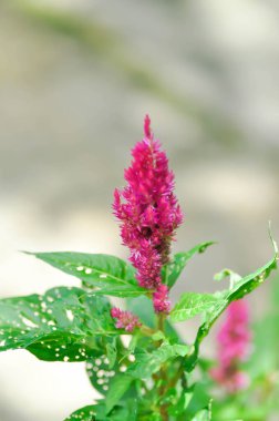 Amaranthaceae, Celosia argentea veya Caryophyllales veya Celosia veya Horoz tarak bitkisi veya kırmızı çiçek