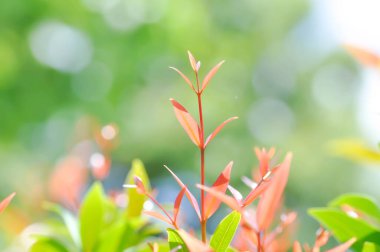 Christina veya aglaonema christina bitkisi veya portakal yaprağı veya portakal bitkisi