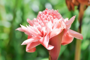 Etlingera elatior, Torch ginger veya ZINGERACEAE veya pembe çiçek