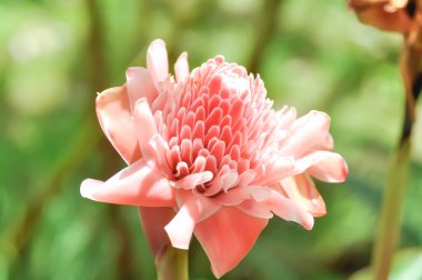 Etlingera elatior, Torch ginger veya ZINGERACEAE veya pembe çiçek