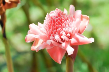 Etlingera elatior, Torch ginger veya ZINGERACEAE veya pembe çiçek