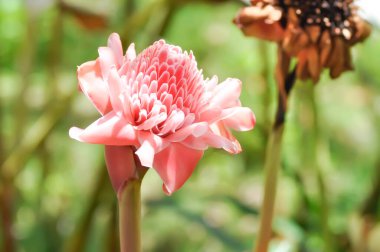 Etlingera elatior, Torch ginger veya ZINGERACEAE veya pembe çiçek
