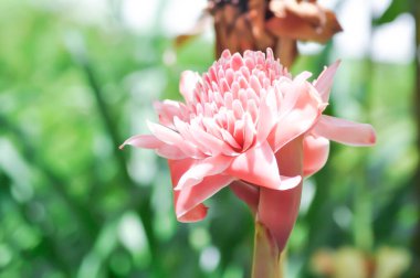 Etlingera elatior, Torch ginger veya ZINGERACEAE veya pembe çiçek
