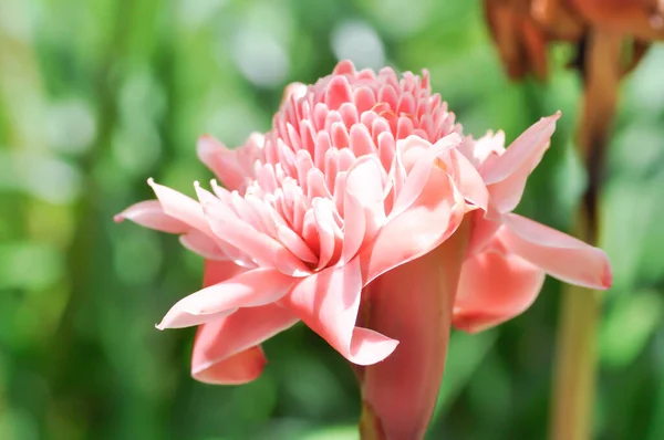 Etlingera Elatior Torch Ginger Zingiberaceae Pink Flower — 图库照片