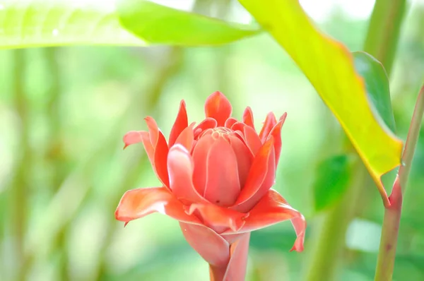 Etlingera Elatior Imbir Pochodni Lub Zingiberaceae Lub Różowy Kwiat — Zdjęcie stockowe