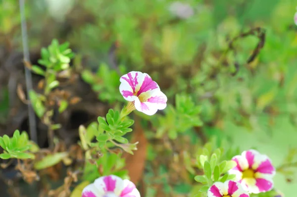Petúnia Petúnia Hybrida Flor Rosa Branca — Fotografia de Stock