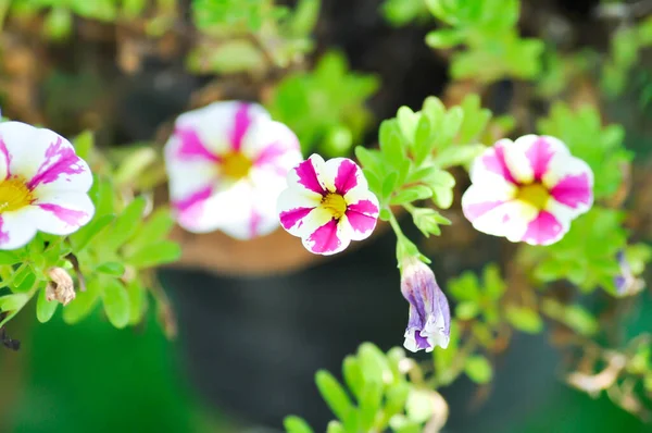 Petunia Petunia Hybrida Pink White Flower — Stock Photo, Image