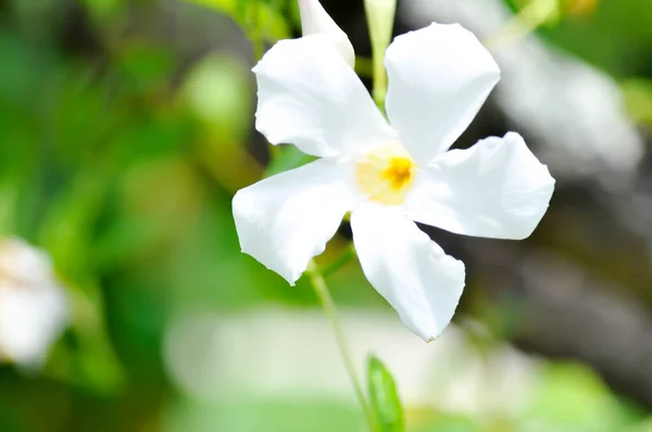 仙人掌藤 蔷薇属或仙人掌属植物或白花科植物或白花 — 图库照片
