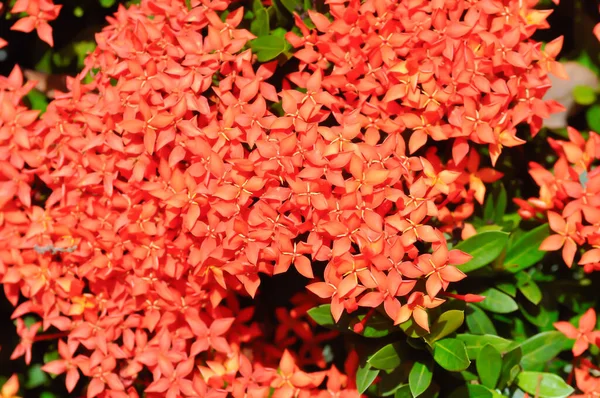 イクソラ チネンシス イクソラ ゼフィランテスまたは西インドジャスミンまたは赤花 — ストック写真