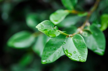 Ficus pumila ya da tırmanma inciri ya da moraseAE ve yaprağın üzerine çiy damlası