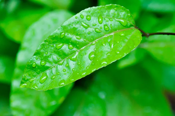 stock image passion fruit plant, Passiflora edulis or Passionfruit or Maracuja leaf and rain drop