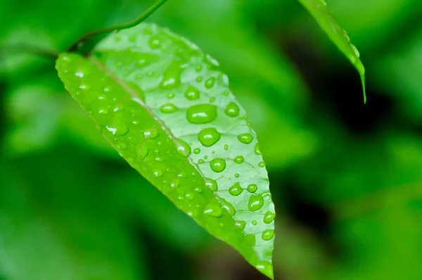 Passion Fruit Plant Passiflora Edulis Passionfruit Maracuja Leaf Rain Drop — Stock Photo, Image