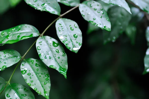 Andaman Satinwood, China Box Tree or Chinese Box wood or Orange Jessamine or rutaceae or Murraya paniculata and rain droplet on the leaf