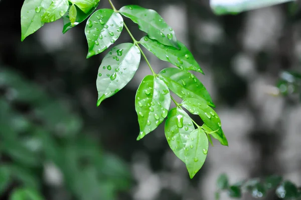 Andaman Satinwood, China Box Tree or Chinese Box wood or Orange Jessamine or rutaceae or Murraya paniculata and rain droplet on the leaf