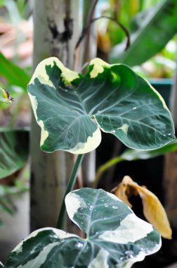 Albomarginata, Araceae veya Schott veya Xanthosoma sagittifolium veya XANTHOSOMA veya Mickey Mouse Bitkisi ve yağmur damlası