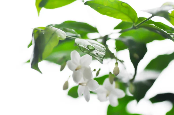 Andaman Satinwood, China Box Tree or Chinese Box wood or Orange Jessamine or rutaceae or Murraya paniculata and rain droplet on the leaf or white flower