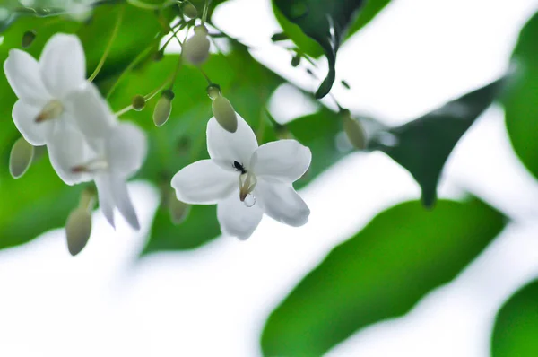 Andaman Satinwood, China Box Tree or Chinese Box wood or Orange Jessamine or rutaceae or Murraya paniculata and rain droplet on the flower