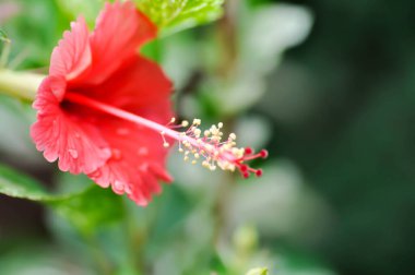 Hibiscus rosa sinensis, Hibisceae veya Malvaceae veya bahçede kırmızı amber çiçeği