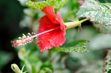 Hibiscus rosa sinensis, Hibisceae veya Malvaceae veya bahçede kırmızı amber çiçeği