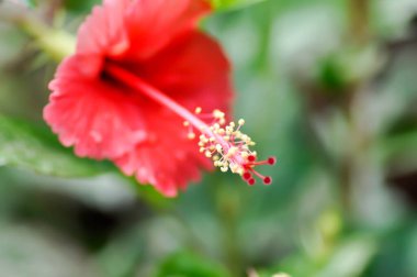 Hibiscus rosa sinensis, Hibisceae veya Malvaceae veya bahçede kırmızı amber çiçeği