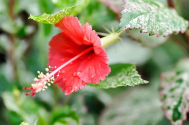 Hibiscus rosa sinensis, Hibisceae veya Malvaceae veya bahçede kırmızı amber çiçeği