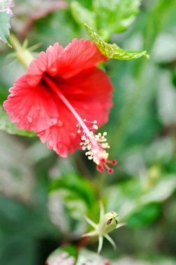 Hibiscus rosa sinensis, Hibisceae veya Malvaceae veya bahçede kırmızı amber çiçeği