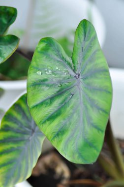 Colocasia siyah dalgası, Colocasia ya da siyah Colocasia bitkisi ve Colocasia esculenta ya da kolocasia siyah mercan ve yağmur damlası.