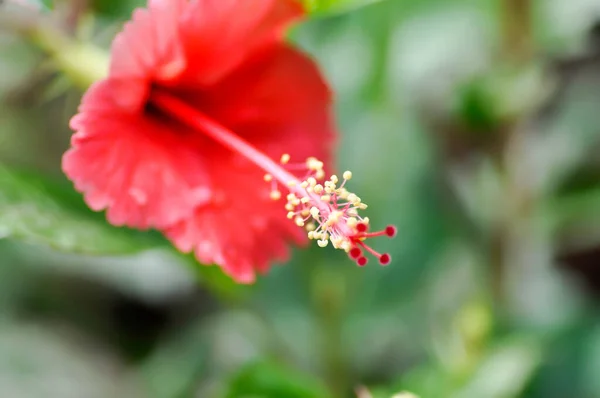 菊花或菊花或花园中的红芙蓉花 — 图库照片