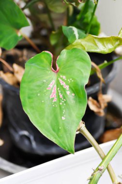 Caladium, Caladium ThaiBeauty veya Dieffenbachia seguine veya Caladium bicolor veya Araceae veya pembe yaprak veya pembe bitki