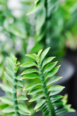 Euphorbia tititimaloides, euphorbiaceae veya Homalocladium platycladum veya Muchlenbeckia platyclada Meissn veya Muehlenbeckia platyclada veya POLYthe ACEAE veya Slipper Flower plant