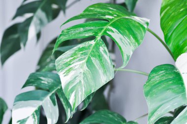 Epipremnum, Epipremnum Pinnatum Variegata veya Epipremnum pinnatum çeşitlendirilmiş albo veya beyaz ve yeşil yaprak