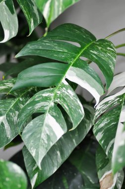 Epipremnum, Epipremnum Pinnatum Variegata veya Epipremnum pinnatum çeşitlendirilmiş albo veya beyaz ve yeşil yaprak