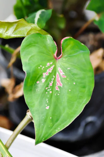 Thaibeauty或Dieffenbachia Seguine或Caladium Bicolor或Araceae或粉红叶子或粉红植物 — 图库照片