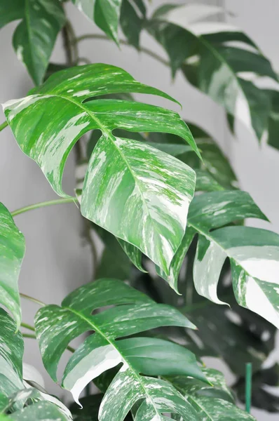 Epipremnum, Epipremnum Pinnatum Variegata veya Epipremnum pinnatum çeşitlendirilmiş albo veya beyaz ve yeşil yaprak