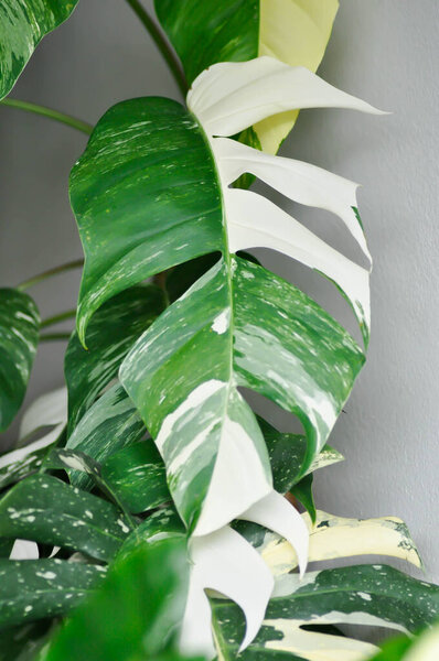Epipremnum, Epipremnum Pinnatum Variegata or Epipremnum pinnatum variegated albo or white and green leaf