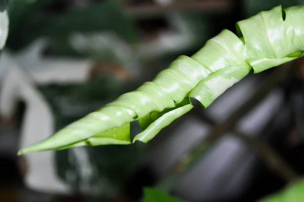 Monstera Constelação Tailandesa Monstera Furacão Planta Queijo Suíço Recém Nascido — Fotografia de Stock