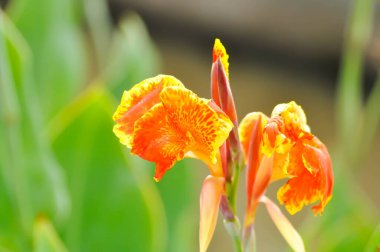 Hint şutu, Hindistan 'da kısa bitki ya da Hindistan' da çekim yapmak veya Butsarana veya Cannas veya Canna zambağı veya Canna indica L veya CANNACEAE veya turuncu çiçek veya sarı çiçek
