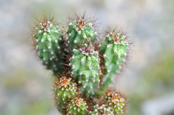 Stock image cactus , ERIOCEREUS Harrisia jusbertii or cactus or Fairytale castle or Cereus peruvianus or succulent