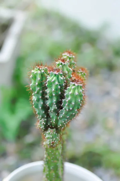 Cactus Eriocereus Harrisia Jusbertii Cactus Sprookjeskasteel Cereus Peruvianus Sappig — Stockfoto