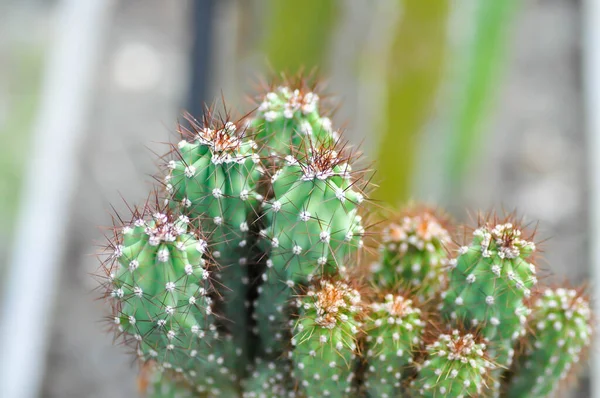Cactus Eriocereus Harrisia Jusbertii Cactus Fairytale Castle Cereus Peruvianus Succulent — Stock Photo, Image