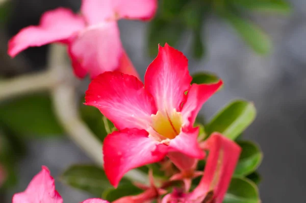 沙漠玫瑰 Apocyaceae或Adenium Obesum或Mock Azalea或Pinkbignonia或Impala百合或红花 — 图库照片