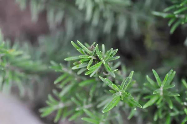 Biberiye Biberiye Rosmarinus Officinalis Lamiaceae — Stok fotoğraf