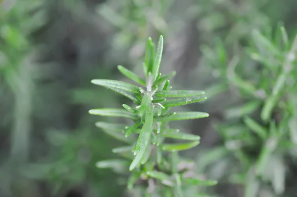 Rozmaring Rozmaringnövény Vagy Rosmarinus Officinalis Vagy Lamiaceae — Stock Fotó