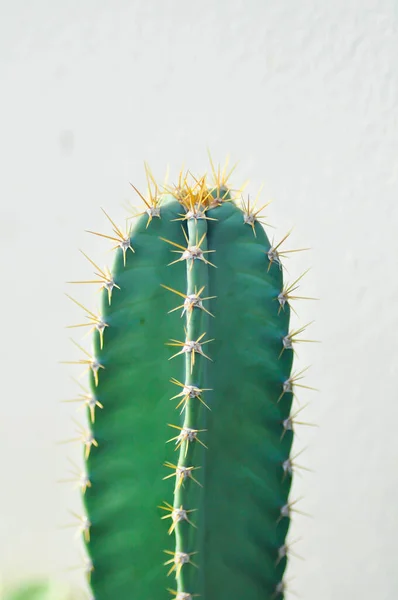 Cereus Castillo Hadas Cereus Peruvianus Cactus Planta Suculenta — Foto de Stock