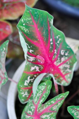 Caladium, Caladium Bicolor Vent veya Caladium bicolor and rain droplet