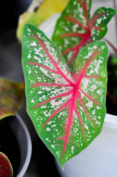 Caladium Caladium Bicolor Vent Caladium Bicolor Pink Green Leaf — 스톡 사진